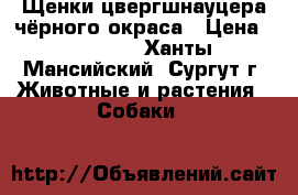 Щенки цвергшнауцера чёрного окраса › Цена ­ 15 000 - Ханты-Мансийский, Сургут г. Животные и растения » Собаки   